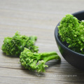 Fd Freeze Dried Vegetables Broccoli From China